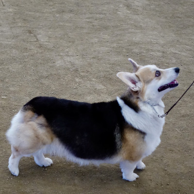 彭布罗克威尔士科基犬