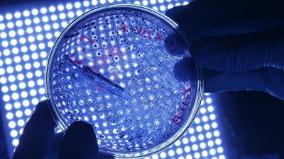 戴着防护手套的科学家微生物学家拿着带有危险细菌的培养皿在蓝色科学光上。