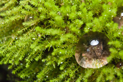 滴苔藓