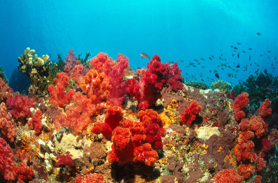 斐济红色softcorals