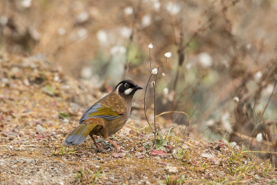 黑面Laughingthrush