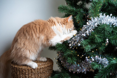 猫的圣诞树
