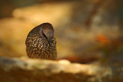 箭头标记的Babbler, Turdoides jardineii，细节奇异的灰色非洲鸟与红色的眼睛