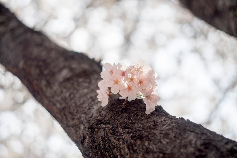 粉红色的樱花