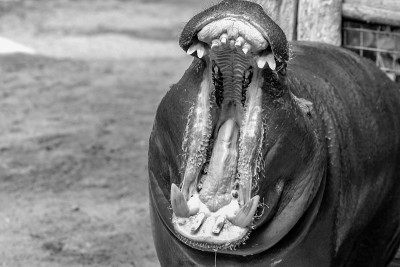 Black and white portrait of an african pygmy hippo