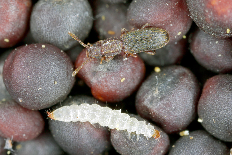 锯齿粒甲虫(Oryzaephilus surinamensis)是一种来自Silvanidae的昆虫