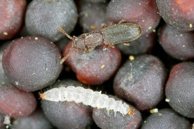 锯齿粒甲虫(Oryzaephilus surinamensis)是一种来自Silvanidae的昆虫