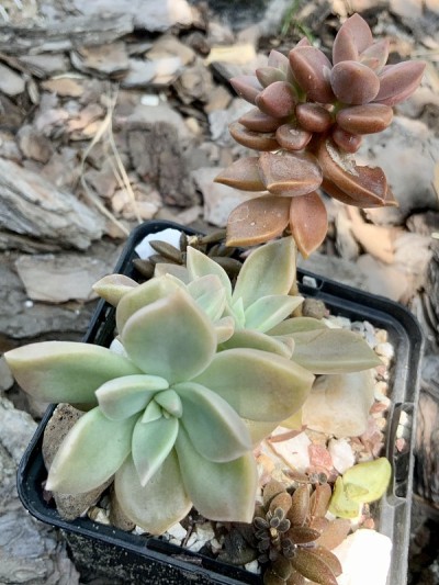 克拉苏拉工厂