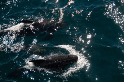 Long-finned Pilot Whales