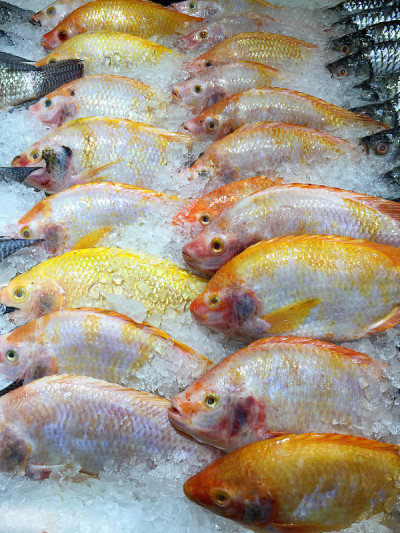 Frozen Yellow Nile Tilapia Fish in a Pile of Ice