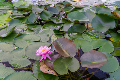睡莲花