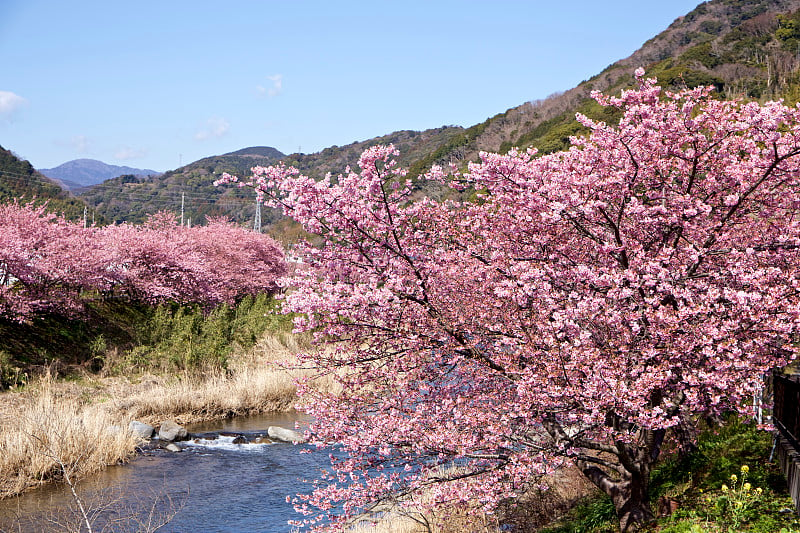 日本的樱花