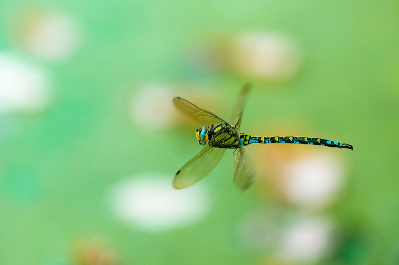 在池塘上空飞行的南方小贩(Aeshna cyanea)。蜻蜓在飞行。浅景深。