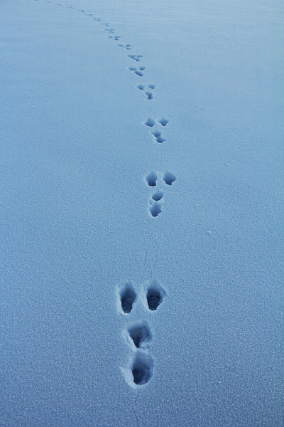 雪地上的足迹