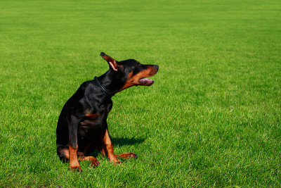 犬种杜宾犬