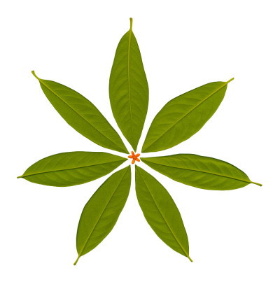 花。