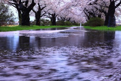 雨后一排樱花树