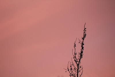 美丽的日落