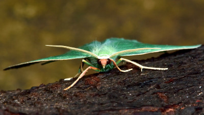 小翡翠蛾(Jodis lactearia)迎面扑来