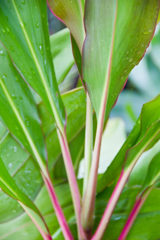 Cordyline叶子背景