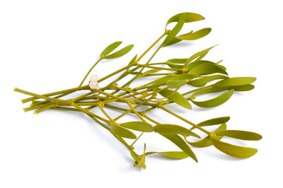Viscum album，欧洲俗称mistletoe，俗称mistletoe或简称mistletoe