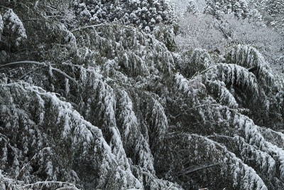白雪皑皑的竹林