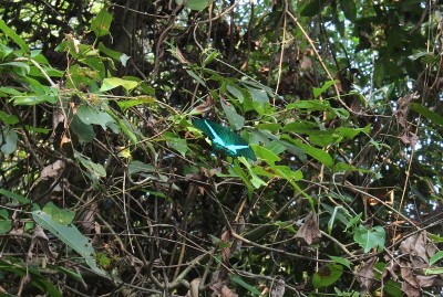 翡翠燕尾蝶(Papilio palinurus)，翡翠孔雀或绿色带状孔雀坐在一片树叶上。Odisha