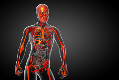 骨骼骨骼的3d渲染医学插图