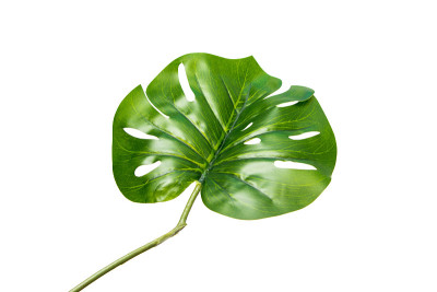 大的绿色植物叶子孤立在白色的背景上