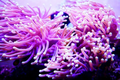 海葵彩虹流