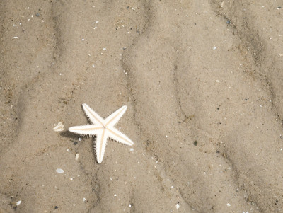 海星把自己埋在浅水沙里