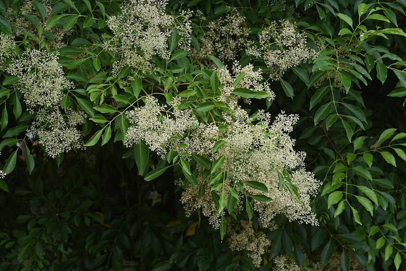 格里菲斯的白蜡树(Fraxinus griffithii)花。