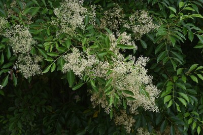 格里菲斯的白蜡树(Fraxinus griffithii)花。