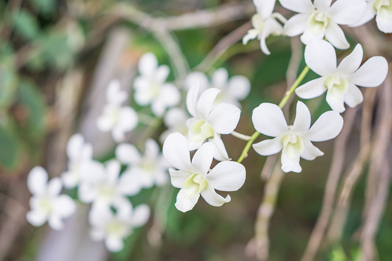 花园里的白兰花