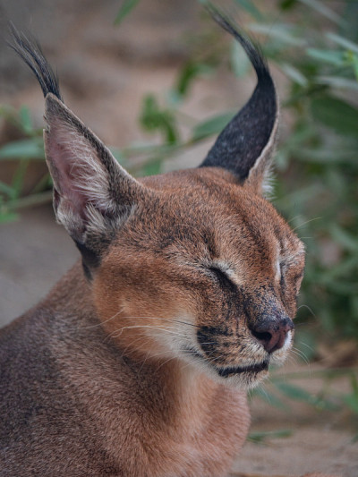 圈养的濒危野猫
