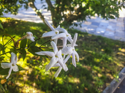 西班牙茉莉花