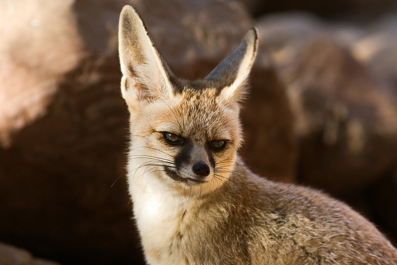 Fennec