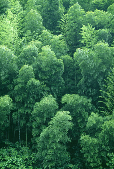 竹林在风中摇曳