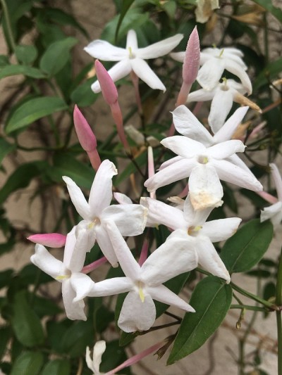 茉莉花