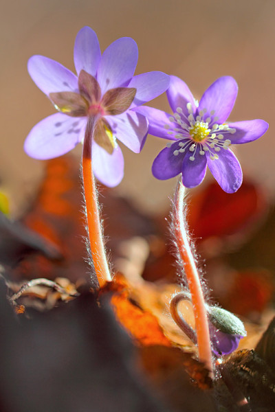 Hepatica nobilis