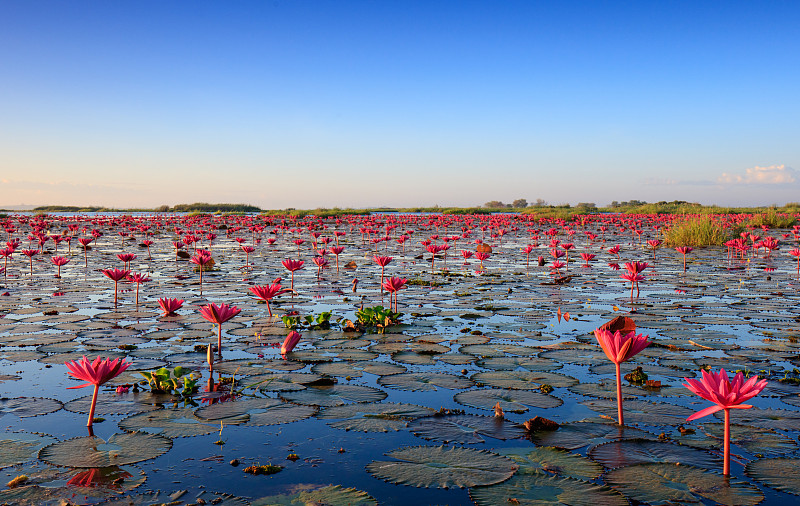 红莲花海，乌东他尼，泰国