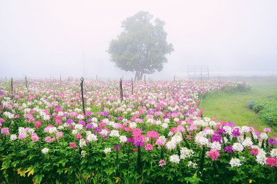 粉红和白色的蜘蛛花