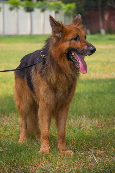 德国牧羊犬