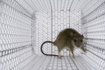 rattrap