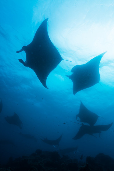 School of Manta Ray