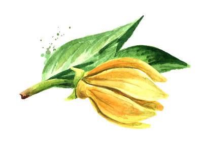 依兰依兰枝，花黄色。衣兰odroata。水彩手绘插图孤立的白色背景