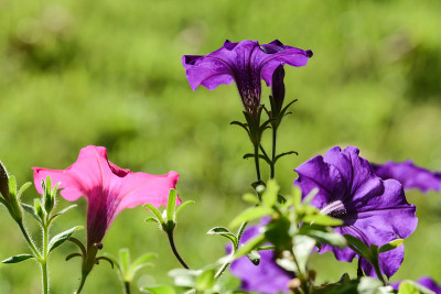 佩妮鲜花