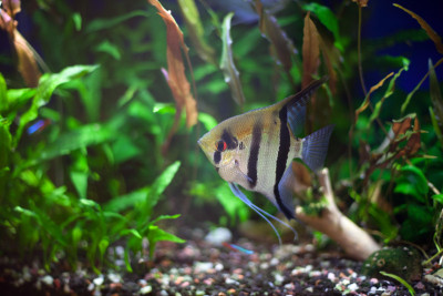 热带植物水族馆中的神仙鱼