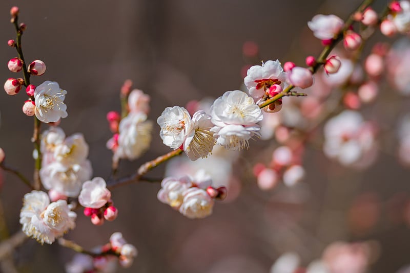 春天，公园里的梅花开了花