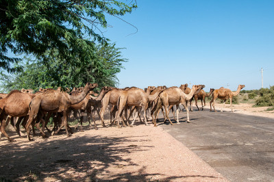 Grazing dromedaries